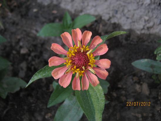 Name:  zinnia.JPG
Views: 1109
Size:  42.5 KB