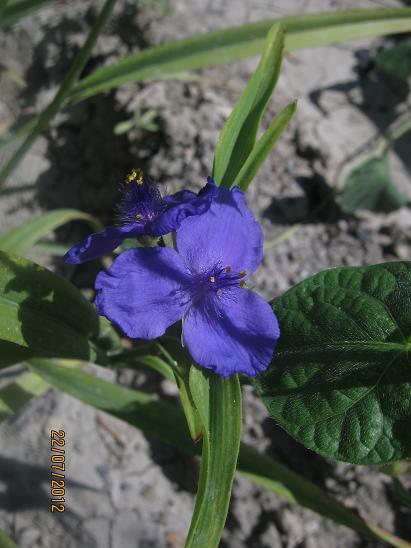 Name:  tradescantia.JPG
Views: 1108
Size:  43.0 KB