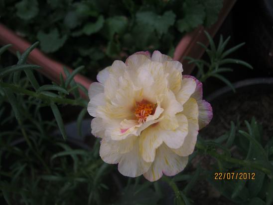 Name:  ipek.JPG
Views: 1159
Size:  36.7 KB