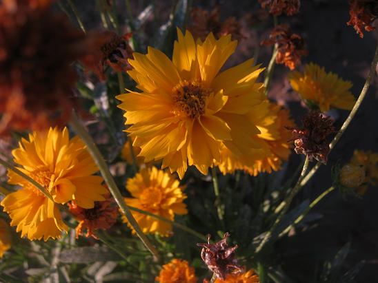 Name:  coreopsis g..JPG
Views: 1401
Size:  48.5 KB