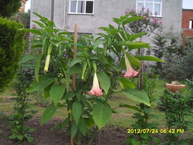 Name:  025.jpg
Views: 1065
Size:  64.3 KB