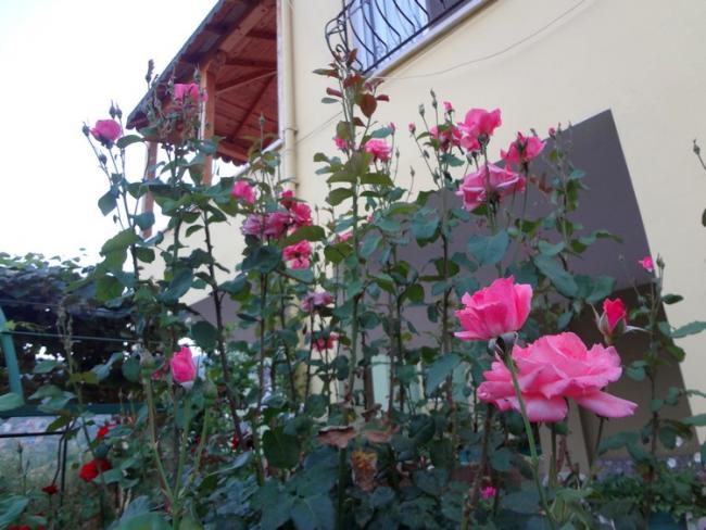 Name:  glpembe.jpg
Views: 1013
Size:  53.9 KB