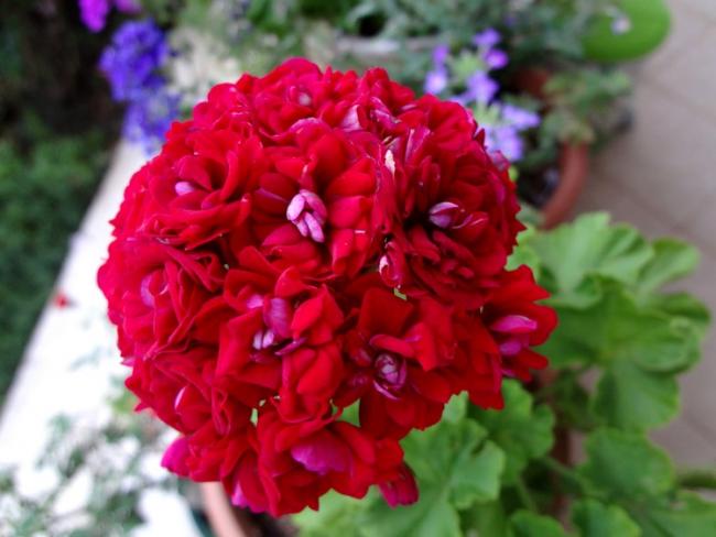 Name:  glsardun.jpg
Views: 1103
Size:  39.1 KB