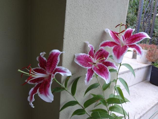 Name:  lili1.jpg
Views: 981
Size:  44.3 KB