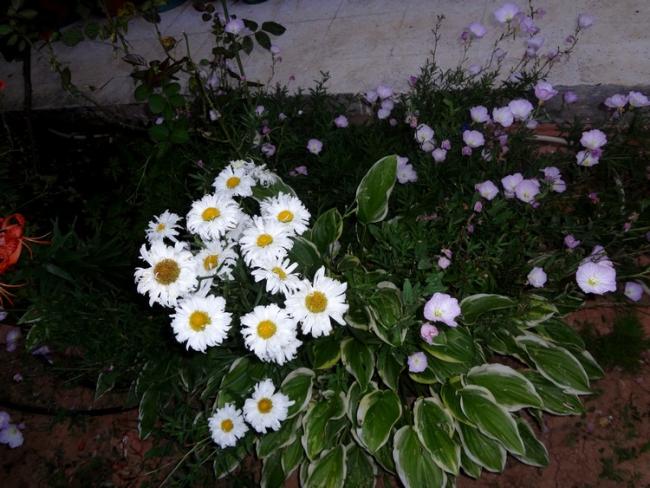 Name:  papatyalar.jpg
Views: 1160
Size:  58.5 KB