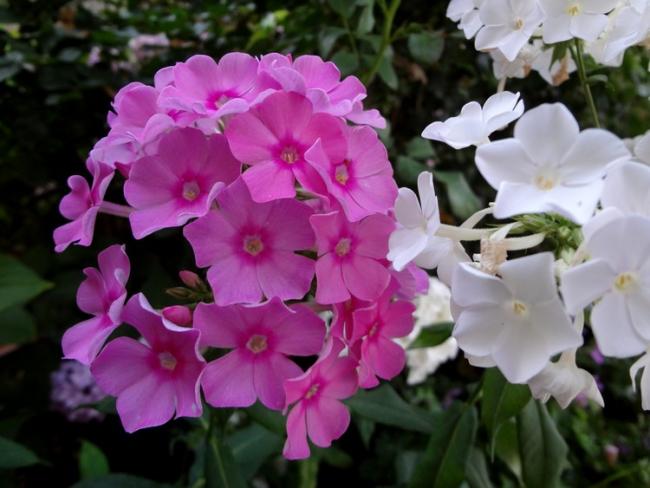 Name:  phlox.jpg
Views: 1239
Size:  43.1 KB