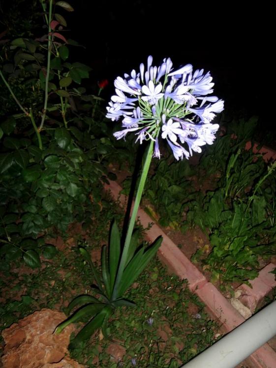 Name:  agapanthus.jpg
Views: 1201
Size:  65.0 KB