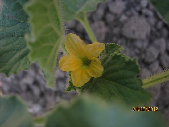 Name:  kavun iei.JPG
Views: 1232
Size:  35.5 KB
