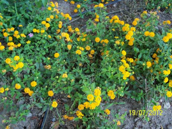 Name:  100_9311.jpg
Views: 445
Size:  73.2 KB