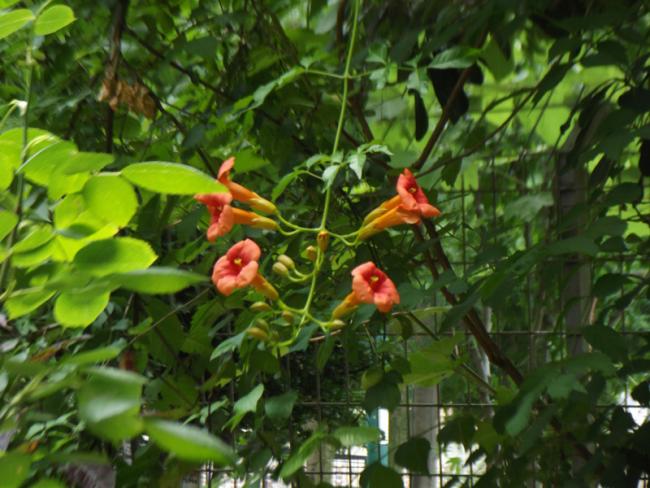 Name:  acem-borusu-1.jpg
Views: 2295
Size:  55.1 KB