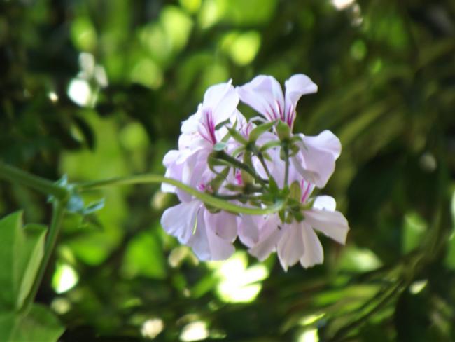 Name:  sardunya-beyaz.jpg
Views: 1639
Size:  33.5 KB