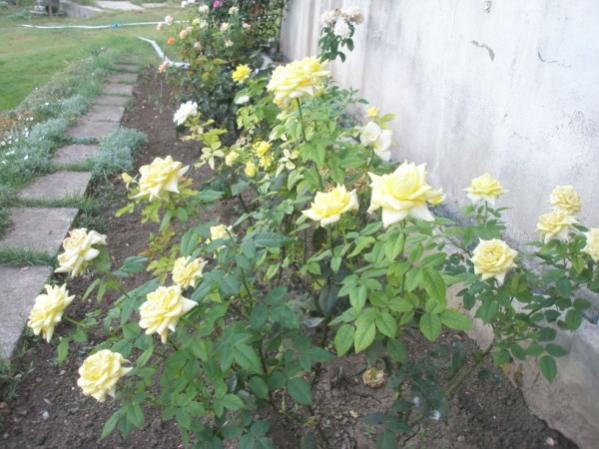 Name:  P7270888 (600 x 450).jpg
Views: 902
Size:  48.8 KB