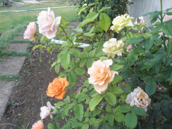 Name:  P7270890 (600 x 450).jpg
Views: 1185
Size:  49.5 KB
