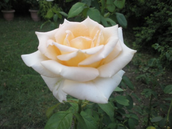 Name:  P7270860 (600 x 450).jpg
Views: 1169
Size:  49.6 KB