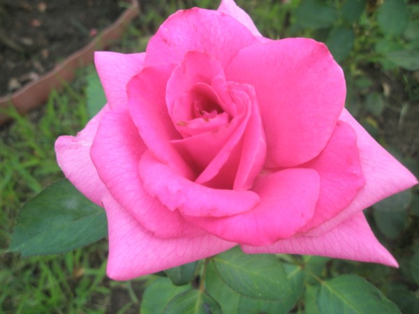 Name:  P7270875 (600 x 450).jpg
Views: 870
Size:  51.0 KB