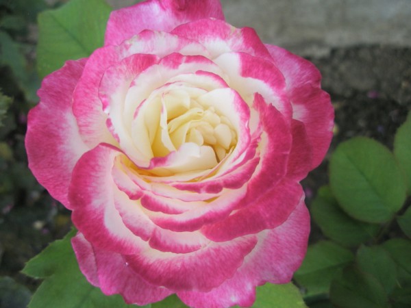 Name:  P7270897 (600 x 450).jpg
Views: 1164
Size:  53.1 KB