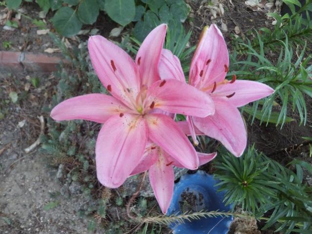Name:  DSCF4205.jpg
Views: 719
Size:  56.1 KB