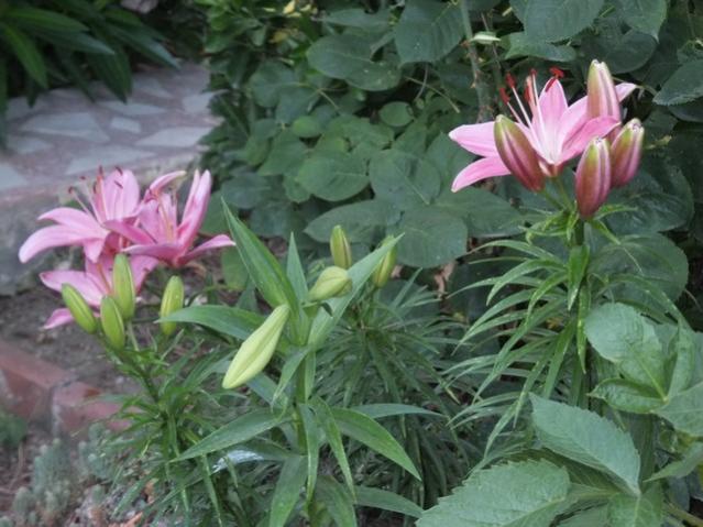 Name:  DSCF4219.jpg
Views: 473
Size:  49.9 KB