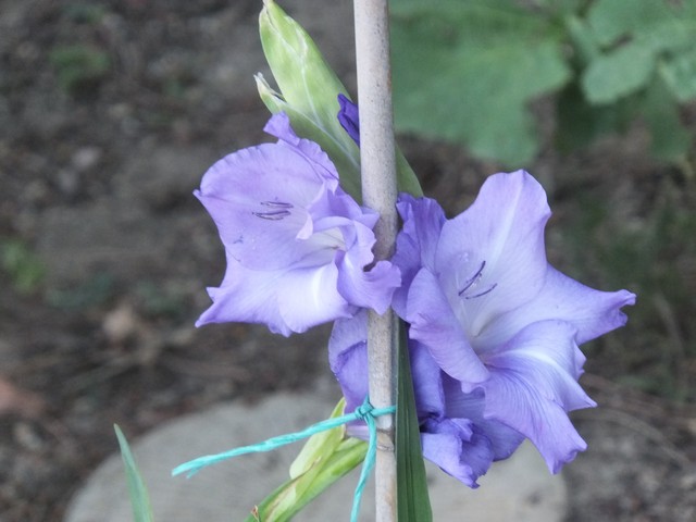 Name:  DSCF4228.jpg
Views: 767
Size:  67.1 KB