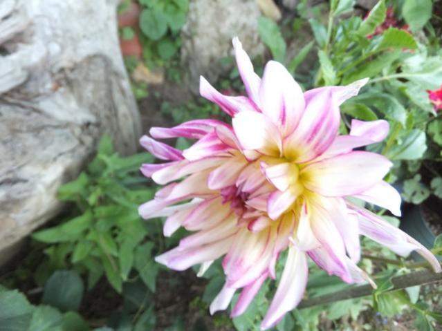 Name:  DSCF4237.jpg
Views: 498
Size:  42.6 KB