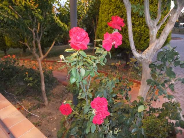 Name:  DSCF4245.jpg
Views: 650
Size:  59.1 KB