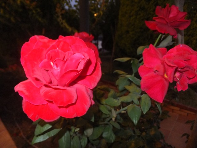 Name:  DSCF4247.jpg
Views: 698
Size:  67.8 KB
