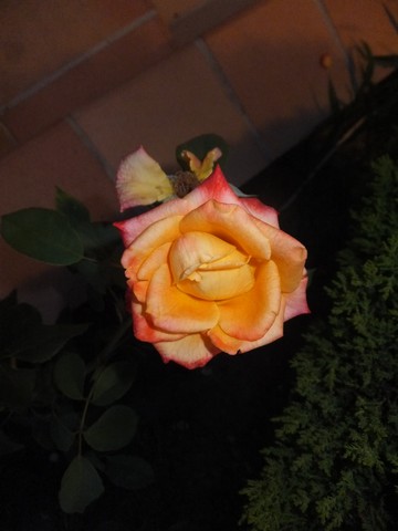 Name:  DSCF4248.jpg
Views: 734
Size:  39.7 KB