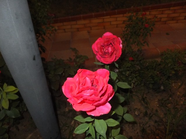 Name:  DSCF4249.jpg
Views: 702
Size:  69.7 KB