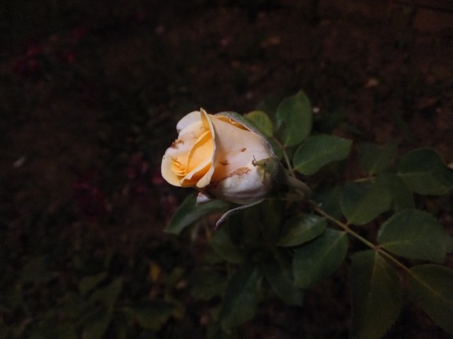 Name:  DSCF4250.jpg
Views: 699
Size:  50.8 KB