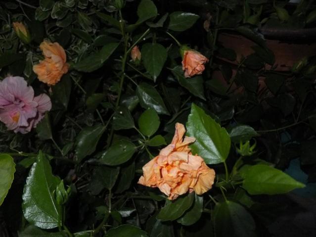 Name:  DSCF4285.jpg
Views: 676
Size:  37.9 KB