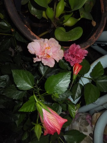 Name:  DSCF4286.jpg
Views: 737
Size:  56.9 KB