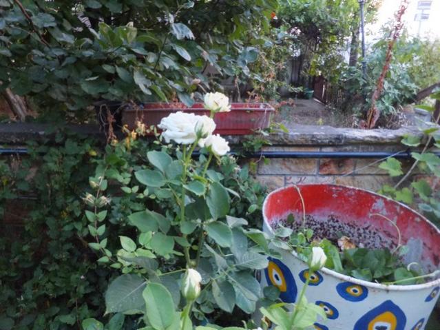 Name:  DSCF4367.jpg
Views: 868
Size:  63.1 KB