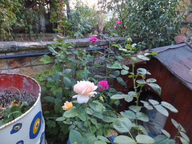 Name:  DSCF4368.jpg
Views: 874
Size:  63.3 KB