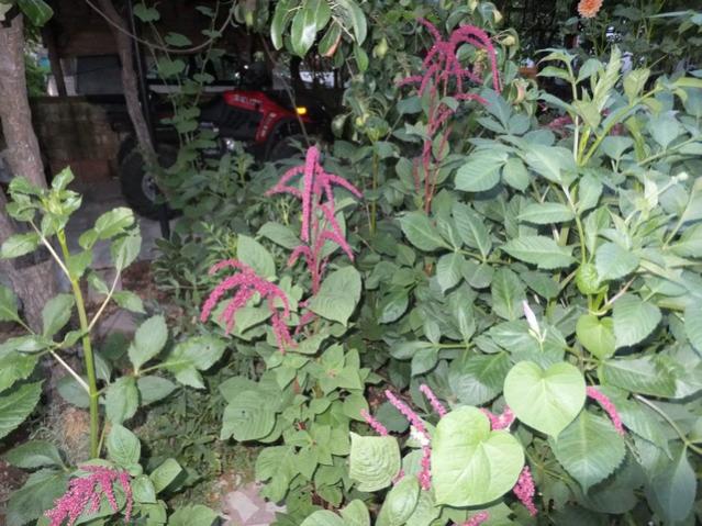 Name:  DSCF4369.jpg
Views: 593
Size:  66.1 KB