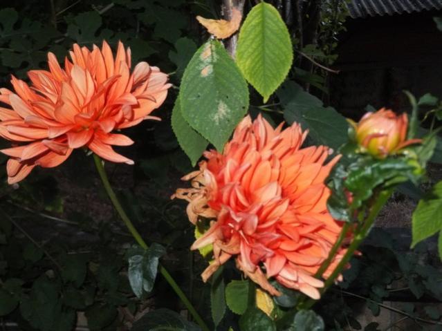 Name:  DSCF4371.jpg
Views: 586
Size:  45.6 KB