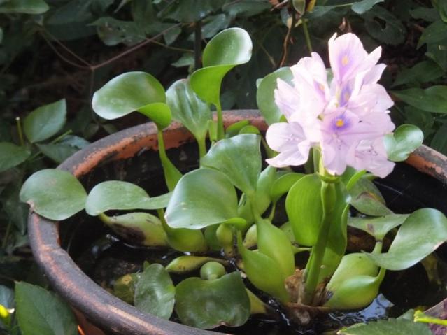 Name:  DSCF4397.jpg
Views: 872
Size:  43.7 KB