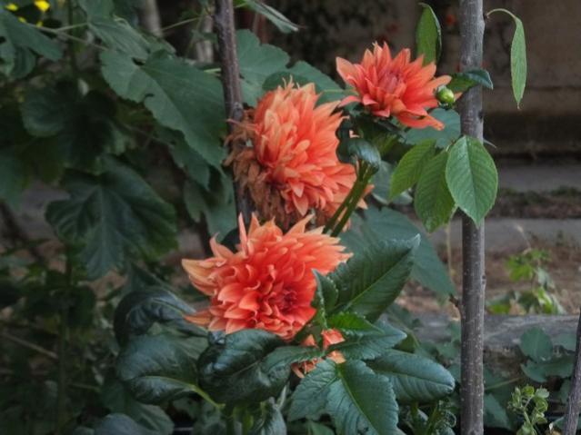 Name:  DSCF4399.jpg
Views: 579
Size:  42.4 KB