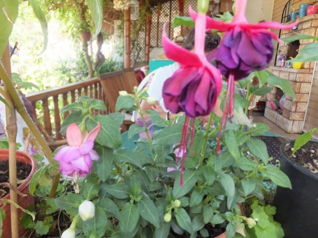 Name:  DSCF4340.jpg
Views: 461
Size:  57.3 KB