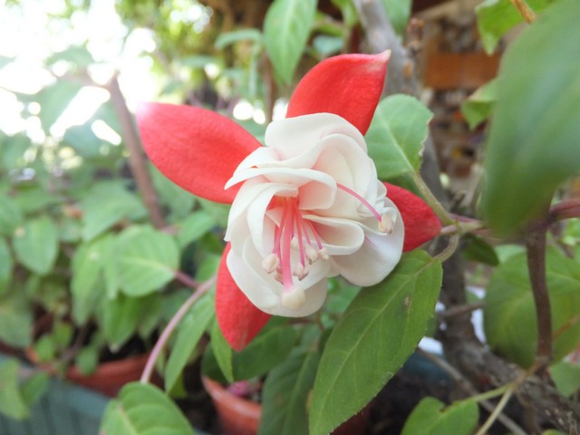 Name:  DSCF4342.jpg
Views: 454
Size:  68.2 KB