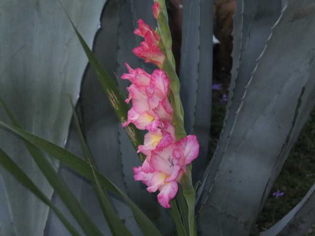 Name:  DSCF4351.jpg
Views: 421
Size:  61.4 KB