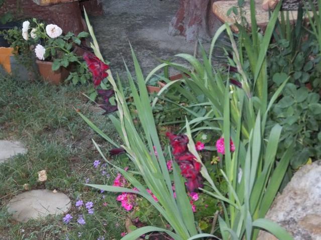 Name:  DSCF4354.jpg
Views: 467
Size:  59.6 KB
