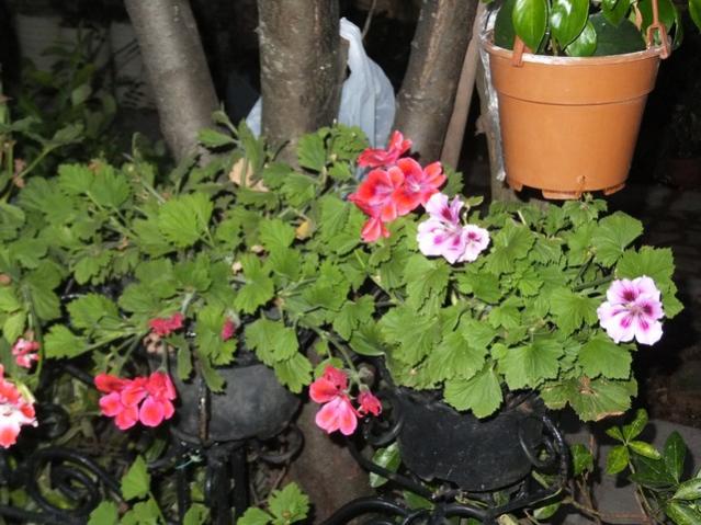 Name:  DSCF4363.jpg
Views: 433
Size:  57.0 KB