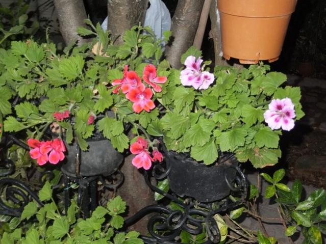 Name:  DSCF4364.jpg
Views: 443
Size:  61.0 KB