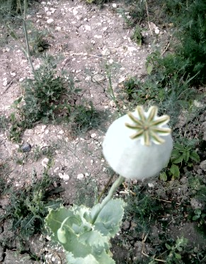 Name:  11.jpg
Views: 896
Size:  58.7 KB