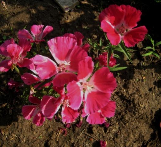 Name:  IMG_2221.jpg
Views: 829
Size:  44.9 KB