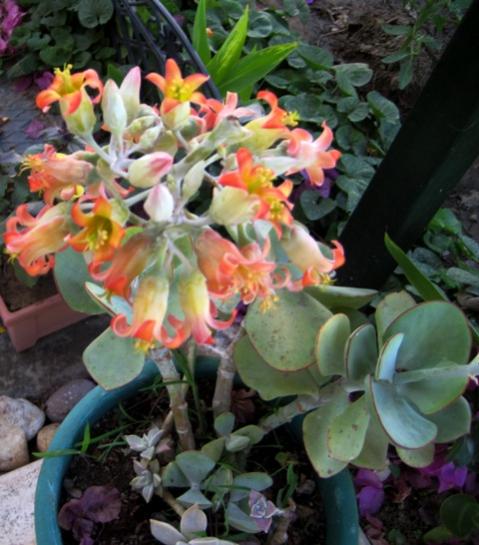Name:  IMG_2259.jpg
Views: 1947
Size:  46.1 KB