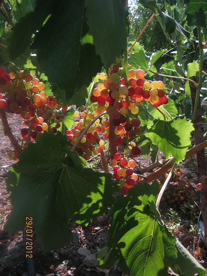 Name:  ekirdeksiz kara.JPG
Views: 1676
Size:  62.3 KB