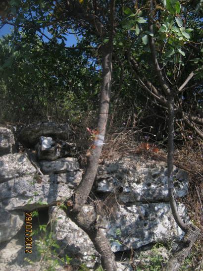 Name:  antep f. a2.jpg
Views: 1488
Size:  60.5 KB