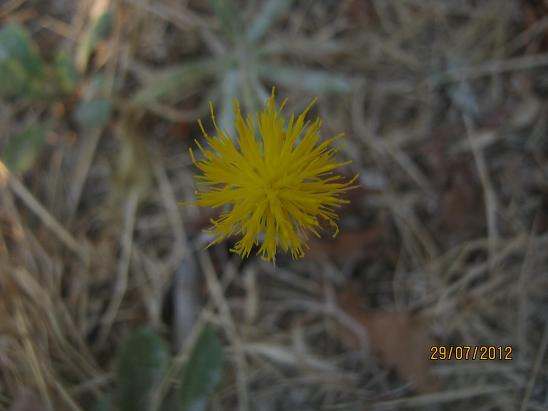 Name:  sar iek.JPG
Views: 2156
Size:  36.9 KB