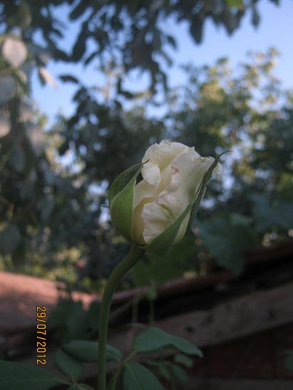 Name:  gl.JPG
Views: 1663
Size:  34.6 KB
